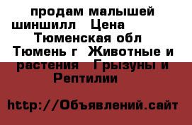 продам малышей шиншилл › Цена ­ 2 500 - Тюменская обл., Тюмень г. Животные и растения » Грызуны и Рептилии   